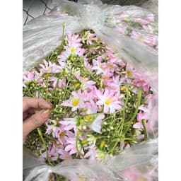 Set 10 nhánh Chi Mai trang trí decor giỏ quà... 5