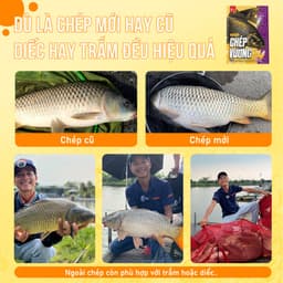 Mồi Câu Chép Vương KIM LONG 500g - 3 Trong 1 (kèm hương liệu và gạo xả) 5