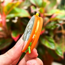 Trục Câu Đài KingKong Dây Câu Cá Buộc Sẵn QuanLiLai Bản Nâng Cấp Gia Cố Dây PE Size 3m6 Đến 7m2 9