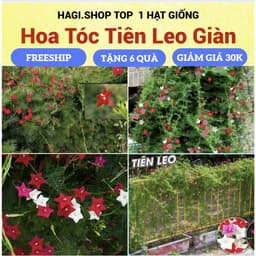 Hạt giống hoa tóc tiên leo giàn, leo cổng, leo bờ rào 1