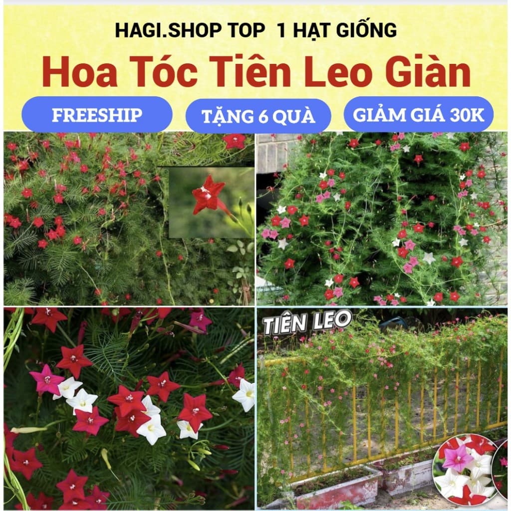 Hạt giống hoa tóc tiên leo giàn, leo cổng, leo bờ rào
