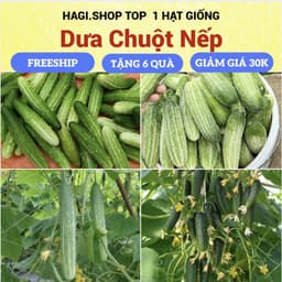 Hạt giống dưa chuột nếp cao sản 1