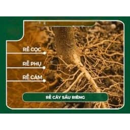 (Hàng Chính hãng Bayer)Chuyên tuyến trùng combo Velum ,Aliette Chính hãng Bayer 2