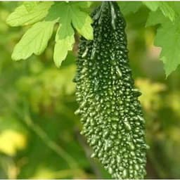 Hạt giống Mướp đắng Rừng hàng công ty 8