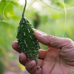 Hạt giống Mướp đắng Rừng hàng công ty 5