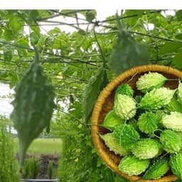 Hạt giống Mướp đắng Rừng hàng công ty 6