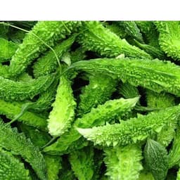 Hạt giống Mướp đắng Rừng hàng công ty 4