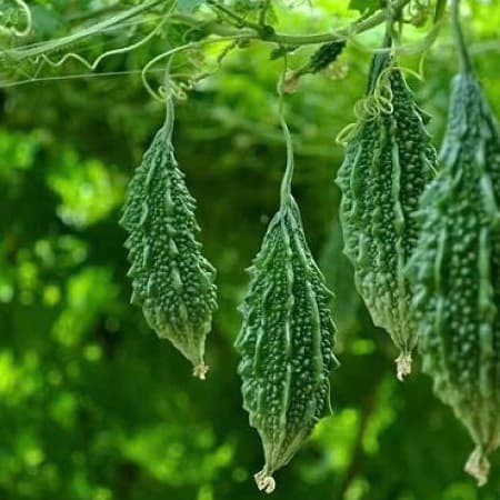Hạt giống Mướp đắng Rừng hàng công ty