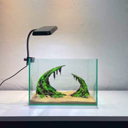 RF Aquarium |Aquascape Cổng Vòm Ver 3 - Layout Thuỷ Sinh Dáng Vòm Trầm Lắng Chiều Sâu 4