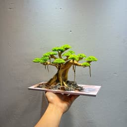 Layout Bonsai Ver.6 Gắn Sẵn Tán | Layout Thuỷ Sinh Cao Cấp Được Chế Tác Thủ Công | RF Aquarium 4
