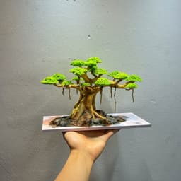 Layout Bonsai Ver.6 Gắn Sẵn Tán | Layout Thuỷ Sinh Cao Cấp Được Chế Tác Thủ Công | RF Aquarium 3
