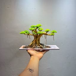 Layout Bonsai Ver.6 Gắn Sẵn Tán | Layout Thuỷ Sinh Cao Cấp Được Chế Tác Thủ Công | RF Aquarium 6