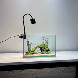 Layout Thuỷ Sinh Cầu Vồng Ver.3 l Layout Trang Trí Bể Thủy Sinh Đa Dạng Kích Thước | RF Aquarium 7