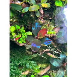Buce Aquarist Phân nước tổng hợp AIO Fert Liquid -250ml 6