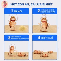 Thuốc diệt gián an toàn, hiệu quả nhanh chóng  3