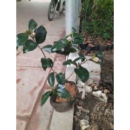 CÂY TRÀ MY ĐỎ SẴN NỤ HOA ( CÂY NHƯ HÌNH ĐĂNG) 6