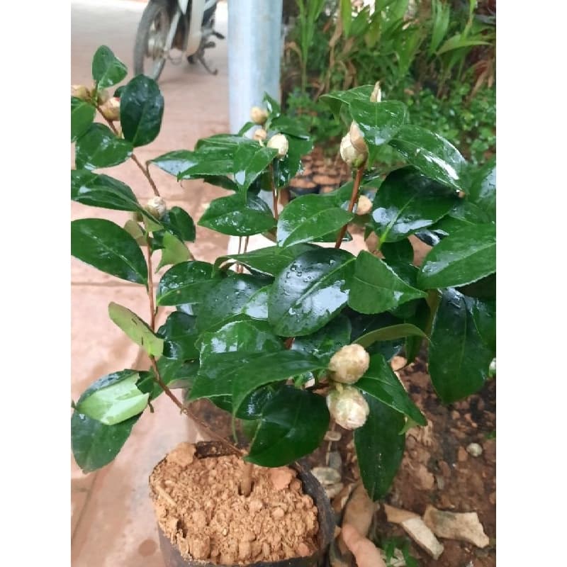 CÂY TRÀ MY ĐỎ SẴN NỤ HOA ( CÂY NHƯ HÌNH ĐĂNG)