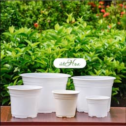Chậu nhựa trồng hoa (kích thước 23x16cm) shop lấy màu ngẫu nhiên 2