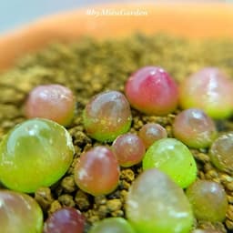 [mieugarden] Conophytum Burgeri ( Cono Dâu, Bóng đèn) chậu 5x5 cm gồm 20-25 cây mini 1