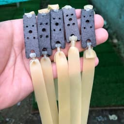 5 bộ dây thun cao su latex size 1.5mm 2
