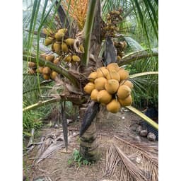 SIÊU TRÒN TRÁI, ĐẬU TRÁI, CHỐNG NHỌN TRÁI VÀ NỨT TRÁI, THỐI CUỐN GÓI 1KG 3