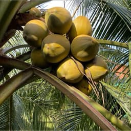 SIÊU TRÒN TRÁI, ĐẬU TRÁI, CHỐNG NHỌN TRÁI VÀ NỨT TRÁI, THỐI CUỐN GÓI 1KG 5