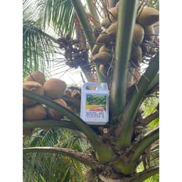 DƯỠNG DỪA CAN 5 LÍT DƯỠNG DỪA TƠ MAU LỚN, PHÁT GỐC, SIÊU THÚC TRÁI CHỐNG RỤNG HOA VÀ TRÁI NON CAN NẶNG 7KG 2