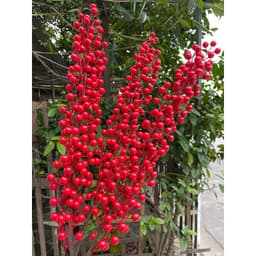 Cành đông đào 12 nhánh, trang trí tết, trang trí noel, trang trí tiệc, cắm hoa Decor Phòng 8