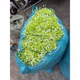 Cỏ điểm trang trí giỏ quà 2