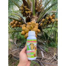 BUNG LƯỠI MÈO ĐỒNG LOẠT, THÚC RA LƯỠI MÈO SỚM, DƯỠNG CÂY NON, TĂNG ĐẬU TRÁI CHỐNG RỤNG HOA VÀ TRÁI NON CHAI 500ML 2