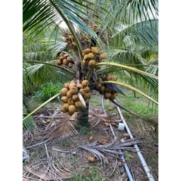 BUNG LƯỠI MÈO ĐỒNG LOẠT, THÚC RA LƯỠI MÈO SỚM, DƯỠNG CÂY NON, TĂNG ĐẬU TRÁI CHỐNG RỤNG HOA VÀ TRÁI NON CHAI 500ML 4