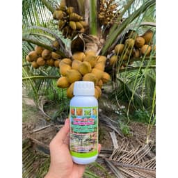 BUNG LƯỠI MÈO ĐỒNG LOẠT, THÚC RA LƯỠI MÈO SỚM, DƯỠNG CÂY NON, TĂNG ĐẬU TRÁI CHỐNG RỤNG HOA VÀ TRÁI NON CHAI 500ML 3