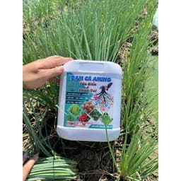 ĐẠM CÁ AMINO GIÚP CÂY BUNG CÀNH, ĐẺ NHÁNH, ĐÂM CHỒI MẠNH, DƯỠNG RỄ,LỚN TRÁI, ĐẬU TRÁI TINH CHẤT CÔ ĐẶC CAN 5 LÍT 3