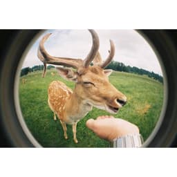 3 Cuộn phim Kodak Gold GB Film 200 135 36 Exp - Pack of 3 pcs, Số ảnh 36, In date T12/2026 6