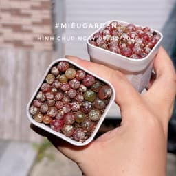 [mieugarden] Conophytum Burgeri ( Cono Dâu, Bóng đèn) chậu 5x5 cm gồm 20-25 cây mini 4