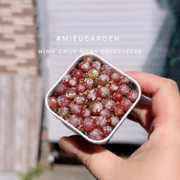 [mieugarden] Conophytum Burgeri ( Cono Dâu, Bóng đèn) chậu 5x5 cm gồm 20-25 cây mini 3