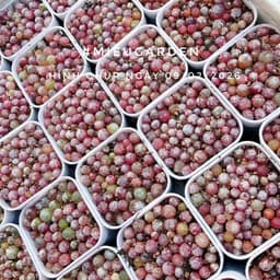 [mieugarden] Conophytum Burgeri ( Cono Dâu, Bóng đèn) chậu 5x5 cm gồm 20-25 cây mini 5