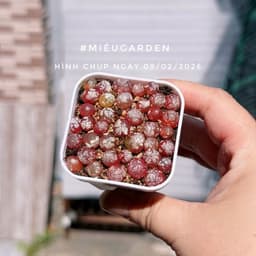 [mieugarden] Conophytum Burgeri ( Cono Dâu, Bóng đèn) chậu 5x5 cm gồm 20-25 cây mini 2