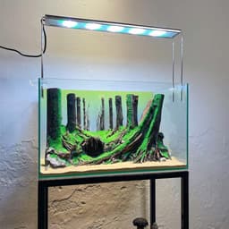 Layout Thuỷ Sinh Rừng Ver.10 | Chế Tác Thủ Công Từ Gỗ Lũa Tự Nhiên | RF Aquarium 3