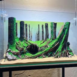 Layout Thuỷ Sinh Rừng Ver.10 | Chế Tác Thủ Công Từ Gỗ Lũa Tự Nhiên | RF Aquarium 6