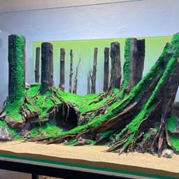 Layout Thuỷ Sinh Rừng Ver.10 | Chế Tác Thủ Công Từ Gỗ Lũa Tự Nhiên | RF Aquarium 5