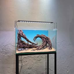 Layout Thuỷ Sinh Hẻm Núi Ver.2 | Nghệ Thuật Tái Tạo Cảnh Quan Điểm Nhấn Cho Bể Thuỷ Sinh | RF Aquarium 3