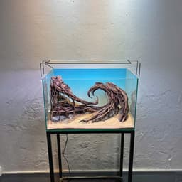 Layout Thuỷ Sinh Hẻm Núi Ver.2 | Nghệ Thuật Tái Tạo Cảnh Quan Điểm Nhấn Cho Bể Thuỷ Sinh | RF Aquarium 6