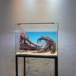Layout Thuỷ Sinh Hẻm Núi Ver.2 | Nghệ Thuật Tái Tạo Cảnh Quan Điểm Nhấn Cho Bể Thuỷ Sinh | RF Aquarium 5