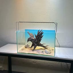 Limited I Aquascape Đại Bàng Chế Tác Thủ Công Từ Gỗ Lũa Tự Nhiên Trang Trí Bể Cá | RF Aquarium 2
