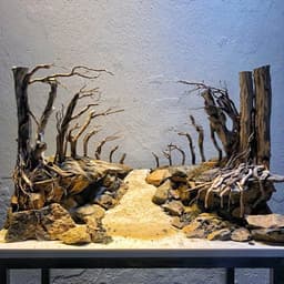 Layout Rừng Ver.1 | Nghệ Thuật Tái Tạo Cảnh Quan Tự Nhiên | Điểm Nhấn Cho Bể Cá | RF Aquarium 2