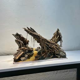 Layout Thuỷ Sinh Hẻm Núi Ver.7 | Nghệ Thuật Tái Tạo Lại Cảnh Quan Từ Gỗ Đá Tự Nhiên | RF Aquarium 4