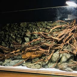 Layout Vách Suối Ver.3 | Nền Đá Nham Xanh Phù Hợp Chơi Bể Biotop, Blackwater | RF Aquarium 4