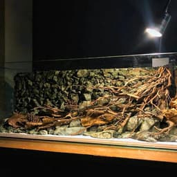 Layout Vách Suối Ver.3 | Nền Đá Nham Xanh Phù Hợp Chơi Bể Biotop, Blackwater | RF Aquarium 5