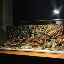 Layout Vách Suối Ver.3 | Nền Đá Nham Xanh Phù Hợp Chơi Bể Biotop, Blackwater | RF Aquarium 2